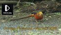 Golden Pheasant
